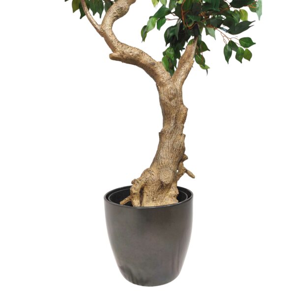 Ficus Bonsai 165cm · Grüner Laden