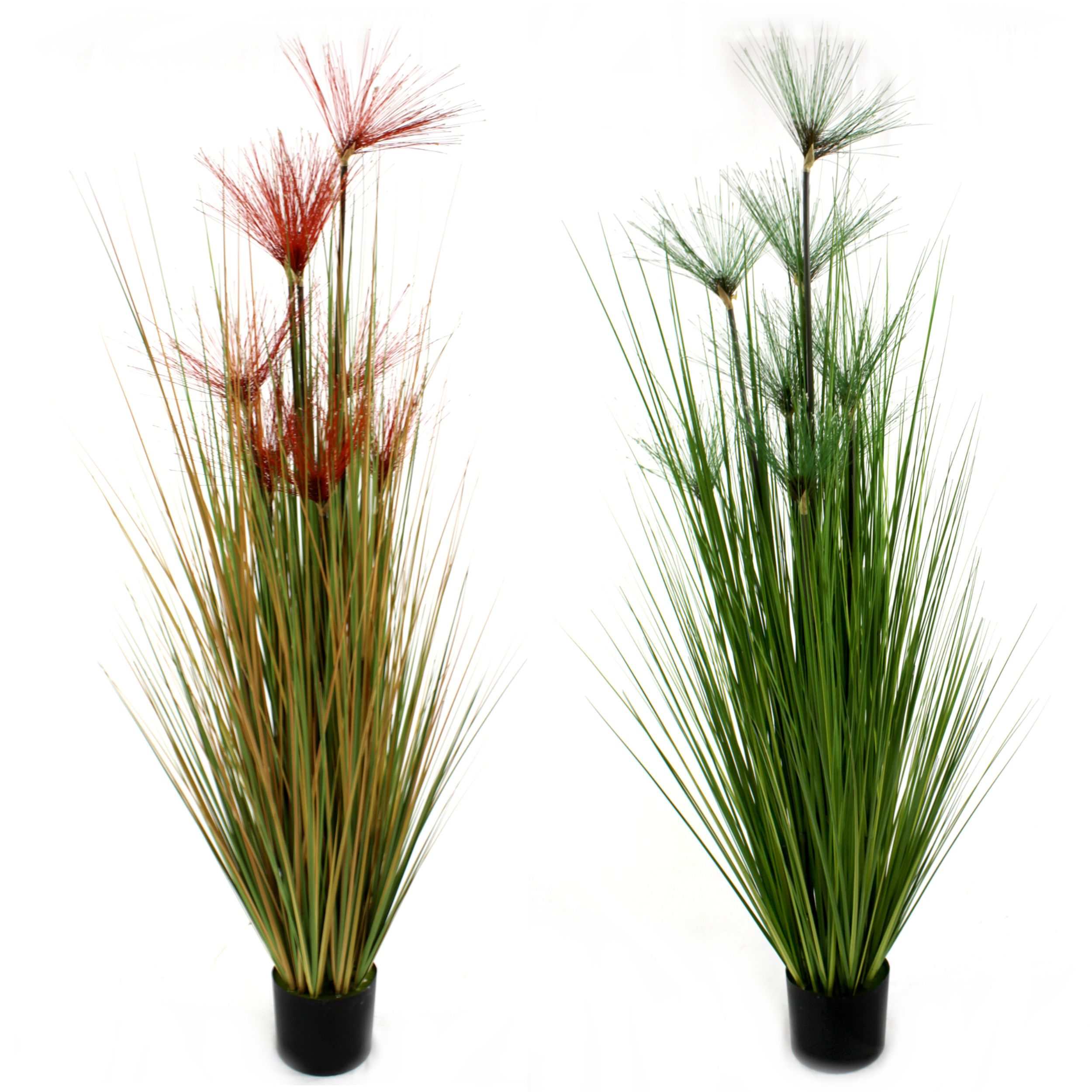 Papyrus Gras 177cm  Grner Laden
