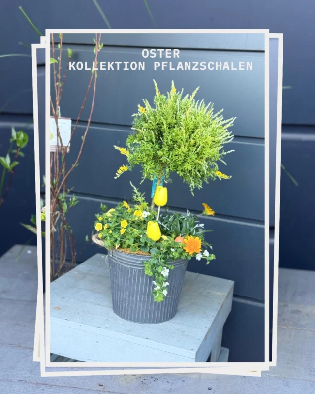 Wir haben die Produktion für Oster Pflanzschalen gestartet - sie sind bereits in den Filialen erhältlich 🥳

Ostern steht in den Startlöchern, dass letzte Wochenende bevor wir unser wieder auf die Suche nach Ostereien und dem Osterhasen machen 🐰 

Kommt vorbei und entdeckt für Euch tolle, handgefertigte Oster Pflanzschalen. Und seid Euch gewiss, da kommt noch mehr 😍 

#happyeaster  #froheostern #ostern  #osterschalen

OSTERN
OSTERHASE
PFLANZSCHALEN
PFLANZEN