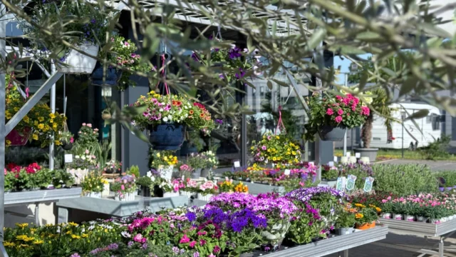 Fühlt sich wie Sommer an! ☀️🌸 
Bei diesem traumhaften Wetter genießen wir die warmen Sonnenstrahlen und die frische Luft. Unsere neuen Sommerpflanzen bringen noch mehr Farbe und Leben in den Garten – perfekt, um die schöne Jahreszeit zu feiern.
Wer freut sich auch schon auf lange, sonnige Tage? 🌿🌺

 #Sommerliebe #Sommerpflanzen #Traumwetter