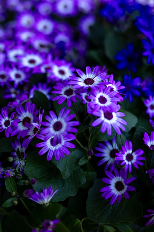 🌸✨ Bunte Cinerarien – Ein Farbklecks für dein Zuhause oder den Garten! ✨🌸

Möchtest du deinem Garten oder deiner Terrasse einen fröhlichen Farbtupfer verleihen? Unsere bunten Cinerarien sind genau das Richtige! Mit ihren lebendigen Farben bringen sie Freude und Frische in jeden Raum oder Außenbereich. Ob in Töpfen, Beeten oder als Schnittblumen – die vielseitigen Cinerarien sind pflegeleicht und sorgen für einen echten Blickfang.

Lass dich von unserer bunten Auswahl inspirieren und bringe Farbe in dein Leben! 🌈💐

Besuche uns im Laden oder schau online vorbei – wir beraten dich gern!

#BunteCinerarien #Blumenliebe #Gartenfreude #Farbenfroh #Blumenpracht #Pflanzenliebe
