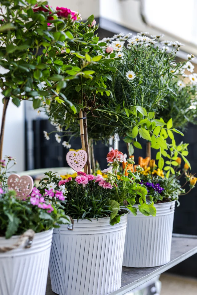 🌸💖 Erinnerung: Muttertag am 11. Mai! 💖🌸

Der schönste Tag im Jahr steht vor der Tür – Zeit, Mama zu zeigen, wie sehr sie dir am Herzen liegt. Was gibt es Besseres als ein liebevoll ausgewähltes Blumenpräsent? 🌺🌷

Besuche uns und entdecke unsere vielfältige Auswahl an frischen Blumen und bunten Sträußen – das perfekte Geschenk, um Mama zu überraschen und zu verwöhnen.

 Wir freuen uns auf euren Besuch!

#Muttertag #Blumenliebe #Geschenkideen #DankeMama #Blumenstrauß #Familienzeit