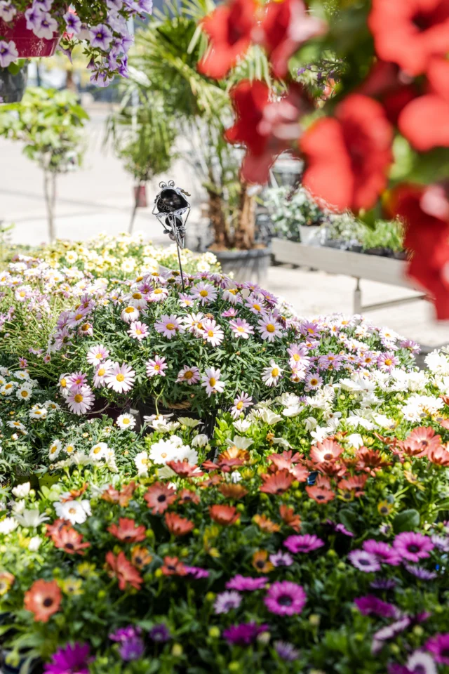 🌿🌞 Neue Pflanzenware eingetroffen - Das schöne Wetter spielt mit, die Sonne scheint und das perfekte Wochenende für einen Gartenbesuch ist da.
Kommt vorbei und holt euch die schönsten Pflanzen, um euren Garten in eine grüne Oase zu verwandeln. 
Wir freuen uns auf euch! 🌸🌱

 #Gartenliebe #Pflanzenliebe #Wochenendgarten